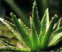 �J�C���턩�J�C�z���zԭ����