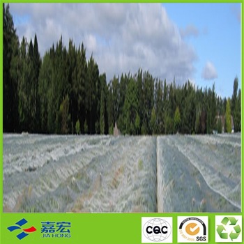 �o������Ĥ